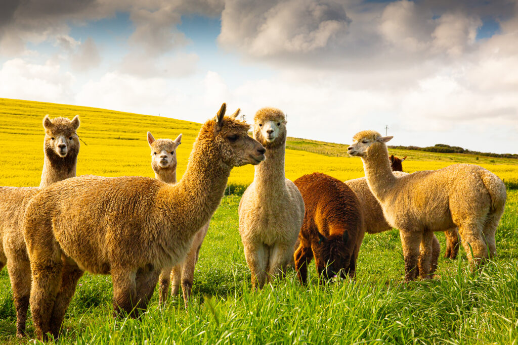 Group of alpacas grazing in front of bright yellow canola fields near Melkbosstrand, South Africa.