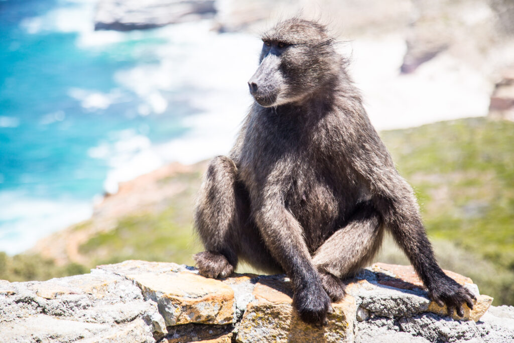 Wild baboon sitting on a stone wall at Cape Point, overlooking the dramatic cliffs and ocean in Cape Town, South Africa.