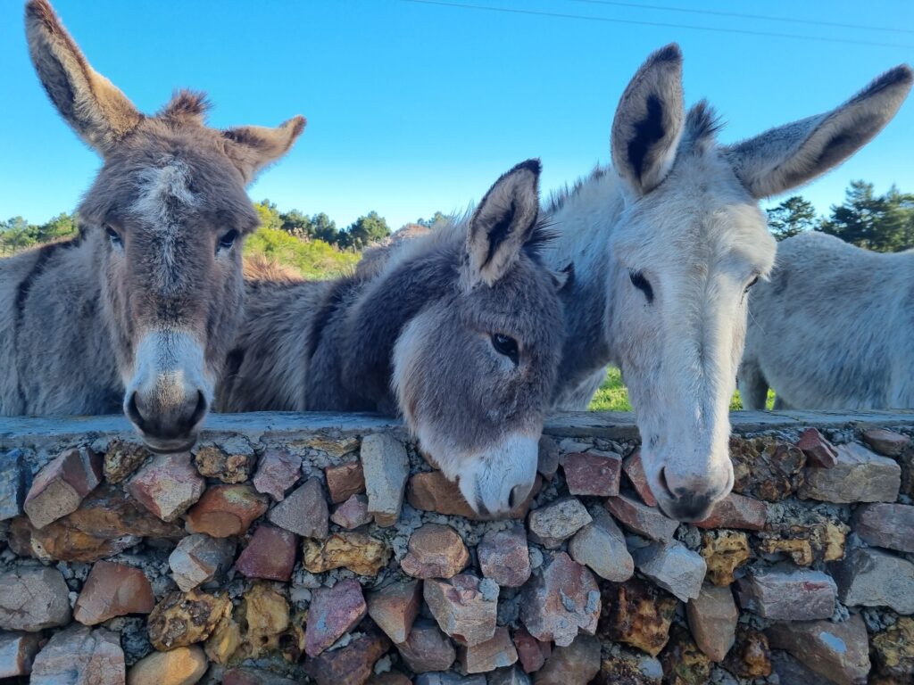 donkeys-overberg